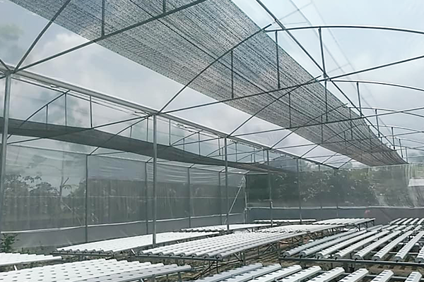 Hệ thống nhà màng trồng rau + thủy canh (trọn gói)